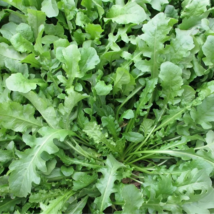 【大叶荠菜种子】早熟耐热耐寒荠菜种子荠荠菜季莱阳台盆栽蔬菜种籽