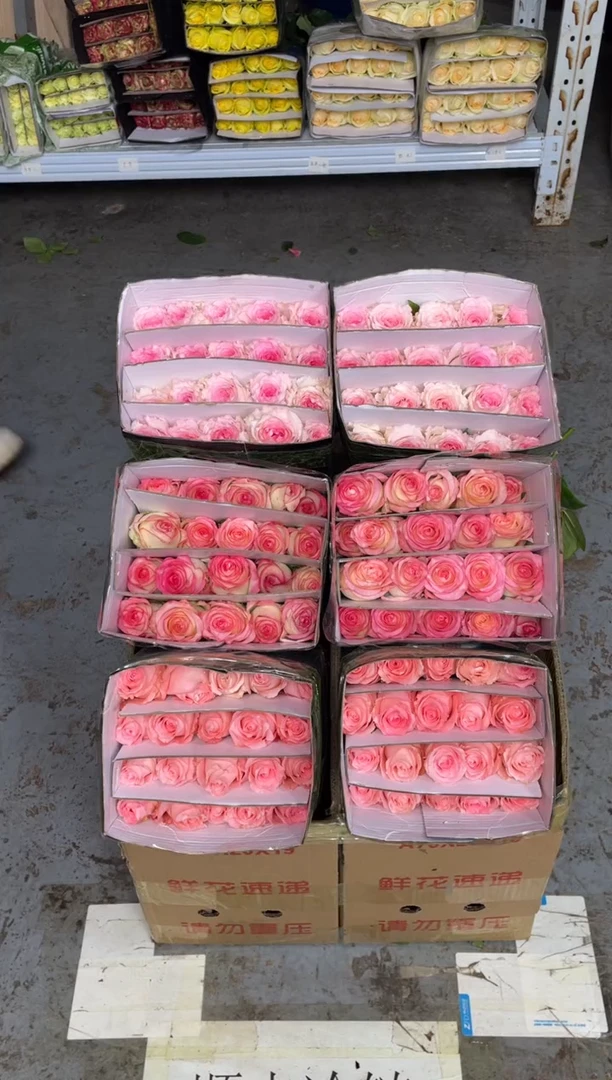 艾沙20枝+洛神20枝+戴安娜20枝