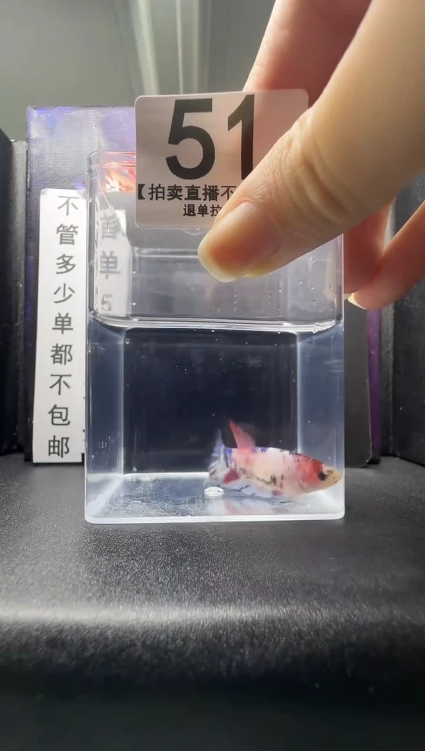 斗鱼母鱼编号：51