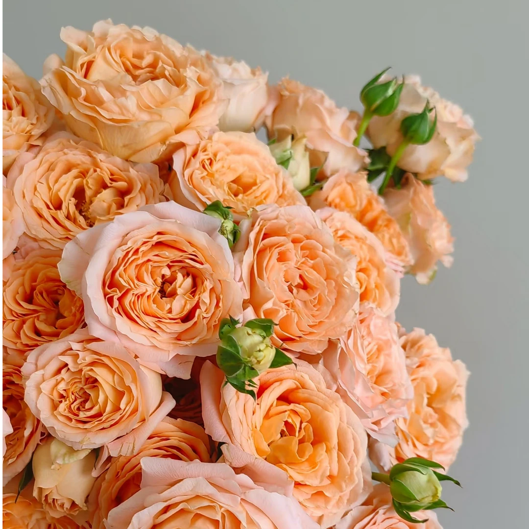 【草木与花】杏色蕾丝多头玫瑰-家养鲜花-云南基地直发任意两单包邮