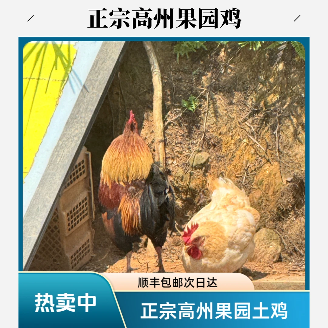 正宗高州山头果园走地鸡嫩滑爽口项鸡皮脆弹牙阉鸡顺丰包邮新鲜到家鸡肉同城送鸡肉同城配