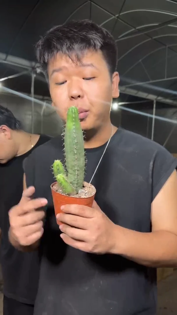 宇宙殿【带根】微徒