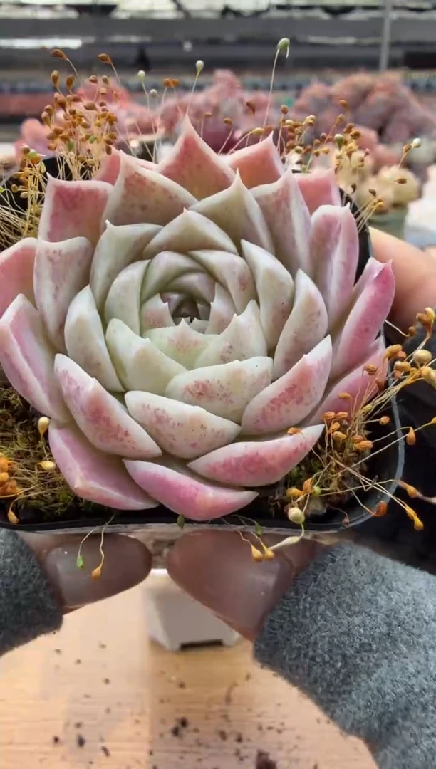 东云多肉园二店-64