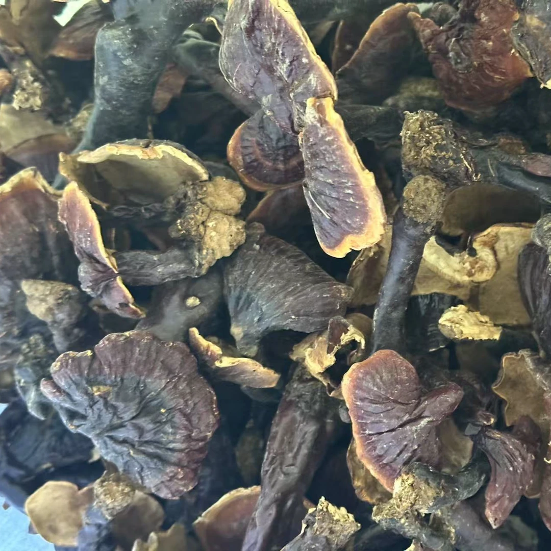 【野生白肉灵芝】