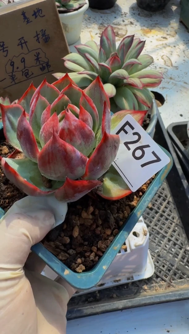 懂***^F267惊鸿仙子（裸根发货）（微瑕）