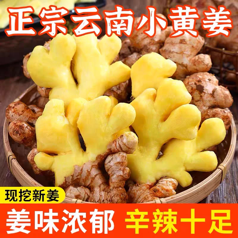 【现挖发货】云南新鲜小黄姜正宗老姜农户自种自卖的姜香味浓辣度高