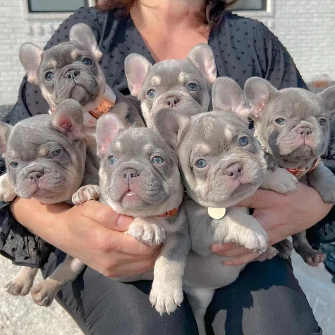 【瑞麟】法斗宠物狗狗活体斗牛犬小狗法斗犬法斗幼犬斗牛犬幼犬出售