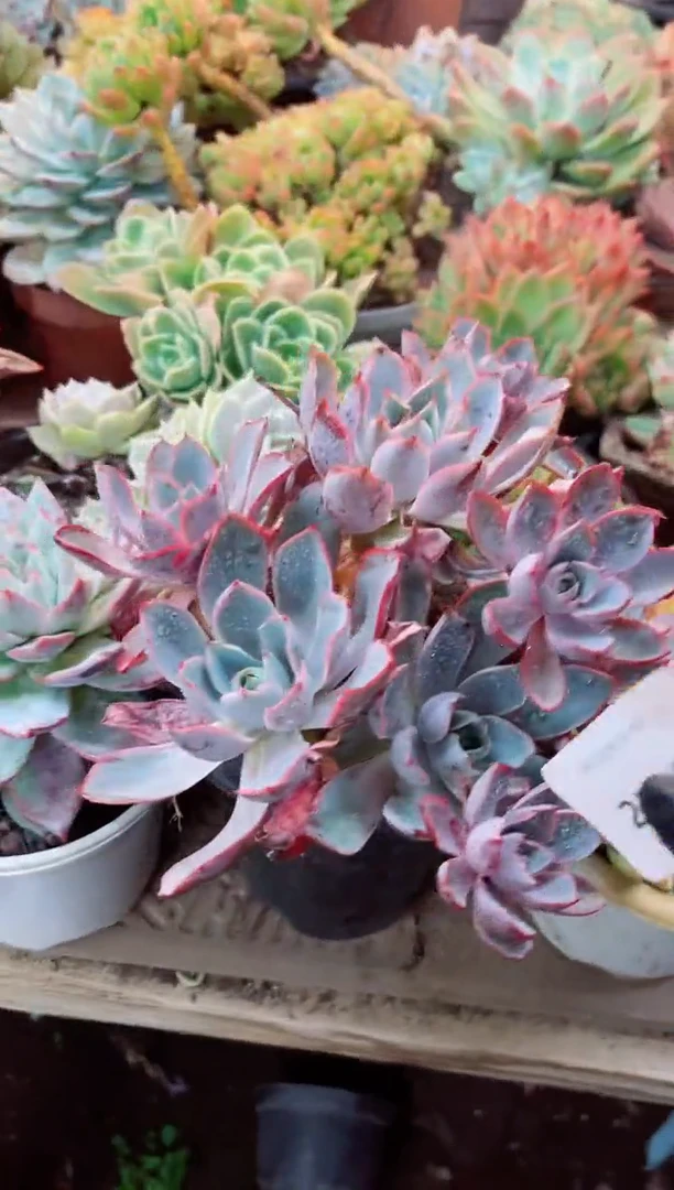 泡****。22130多肉植物一物一拍