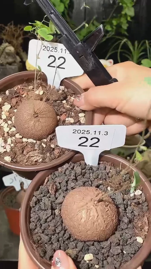 22号1103福利特价南非龟甲龙套餐