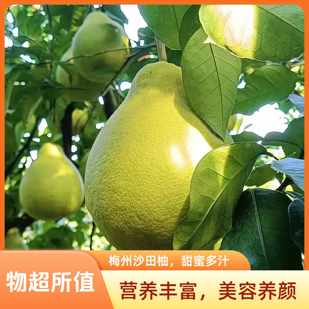 [精品中大果.论斤卖.纯甜蜜]梅州金柚梅县沙田柚皮薄多汁柚子水果
