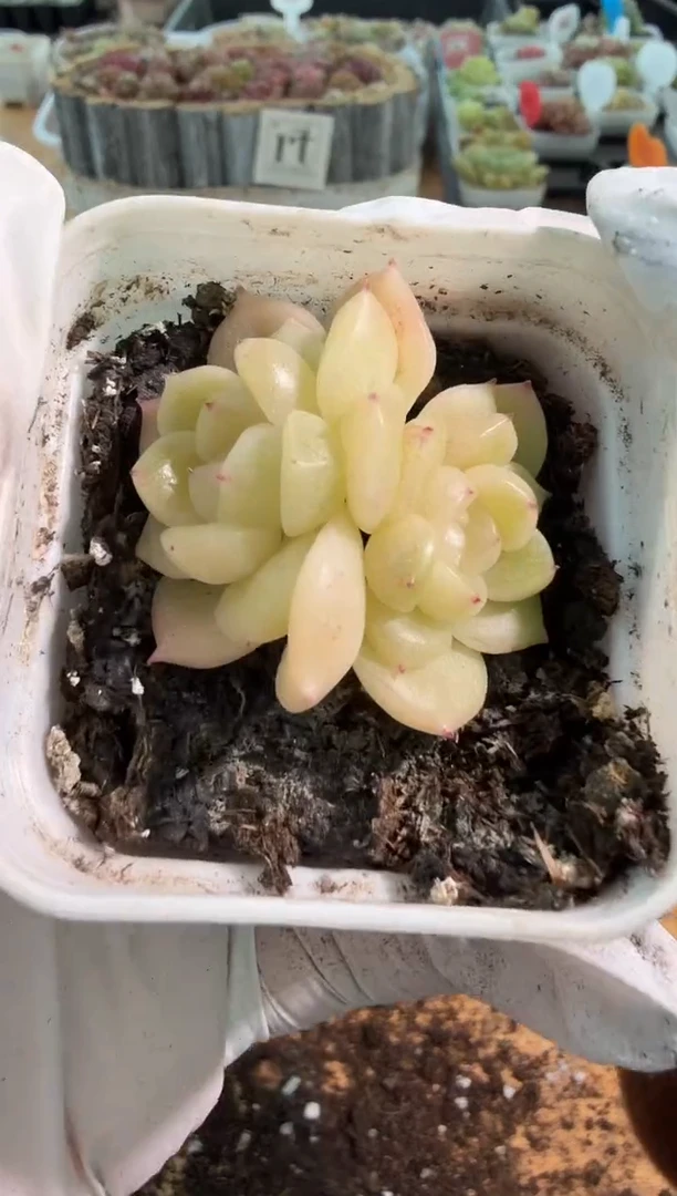 CF5/双头 五方一盆 量拍混发