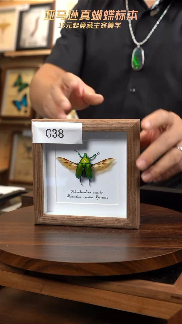 单****睛昆虫标本摆件一口价g38