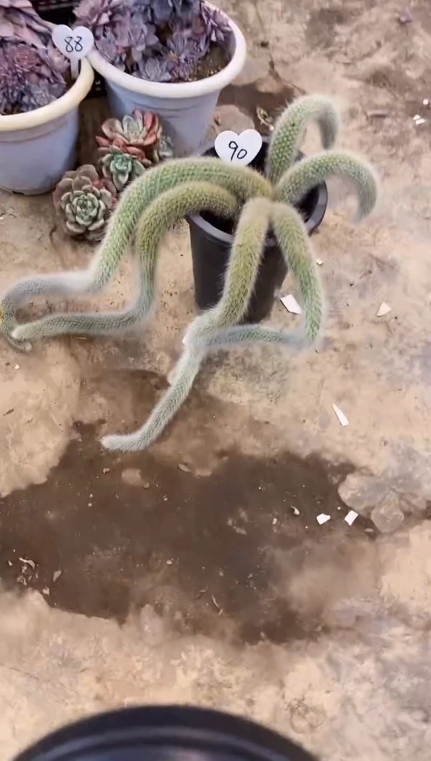 y**?            90号￥16