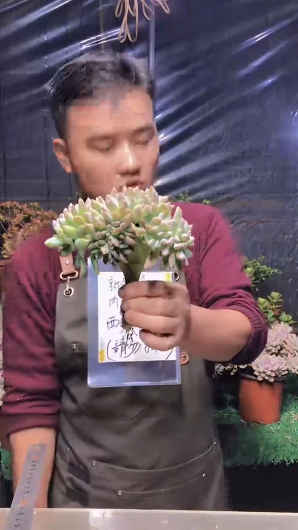 135淡雪缀化（一物一拍）