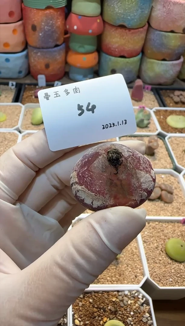 【闪购商品】25.1.13-54