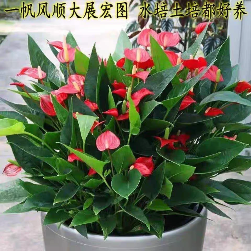 满天星红掌,室内养护