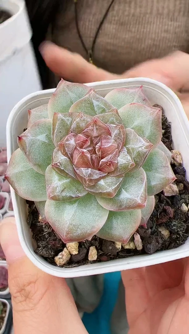 粉钻母本一颗