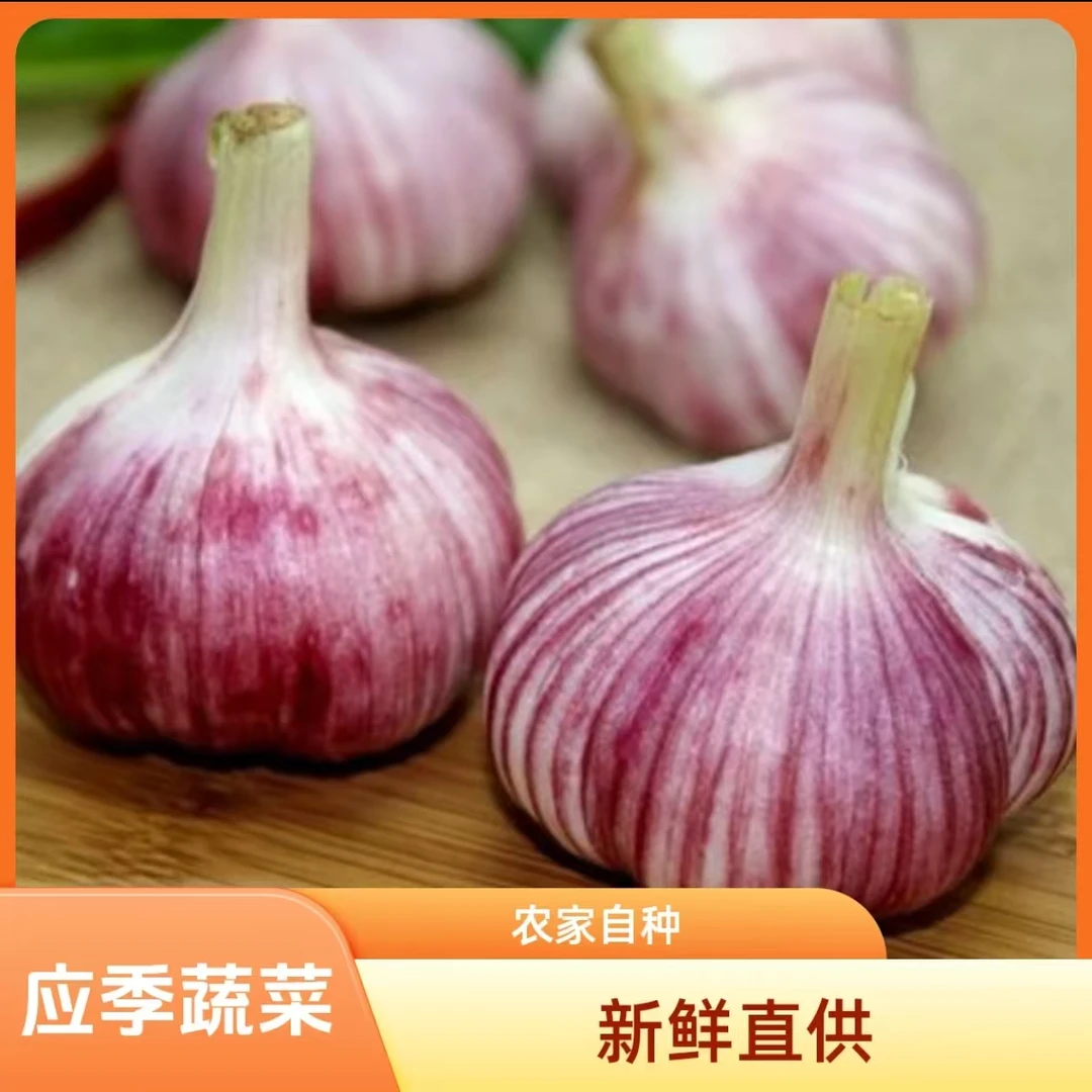 2025年河南开封现挖新鲜大蒜紫白皮蒜调味可做糖醋蒜5斤