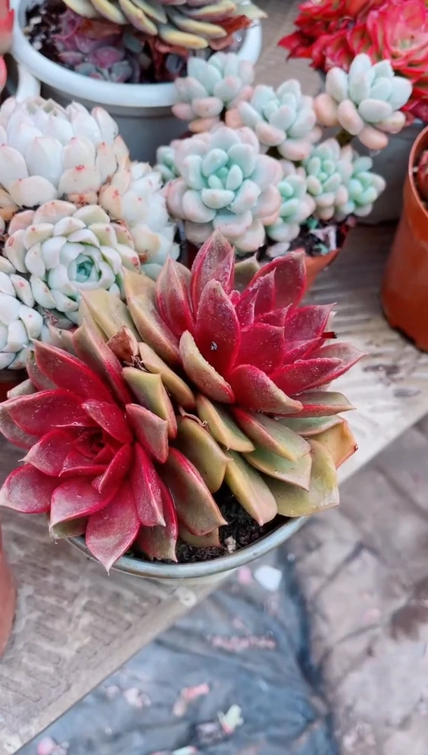 【闪购商品】07236