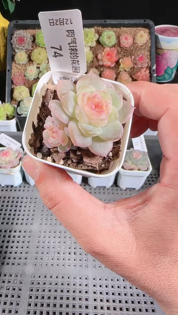 1202-74若梦多肉群生不包整