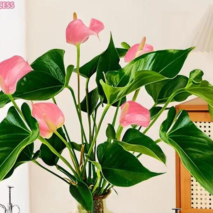 水培粉掌带花发货10-15朵左右盆栽室内卧室办公桌四季花卉