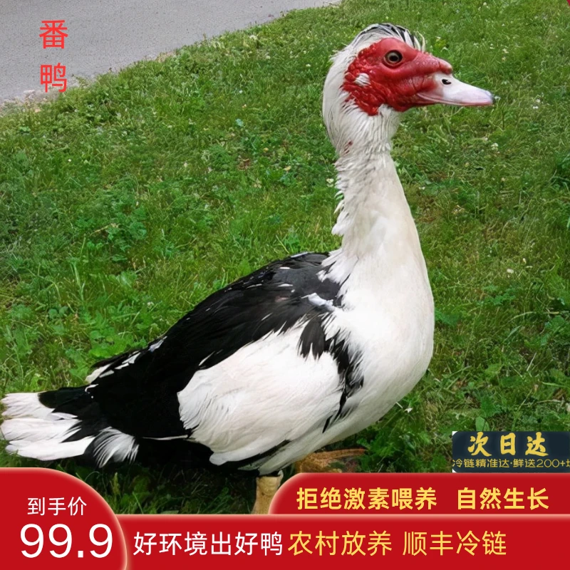 【农家番鸭】农家散养土番鸭 2只净膛9-10斤  顺丰冷链直达