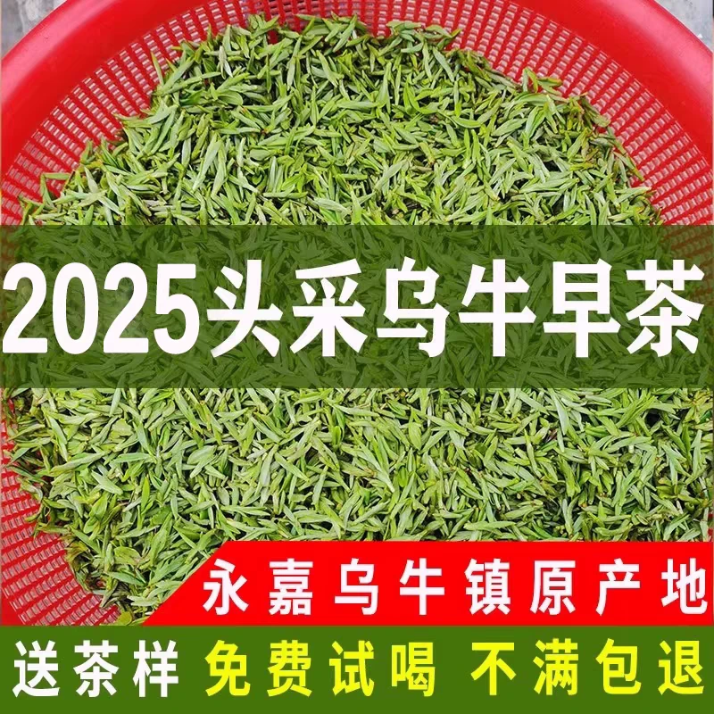 茶叶2025年新茶叶温州早茶高山明前绿茶礼盒装永嘉乌牛早茶叶春茶