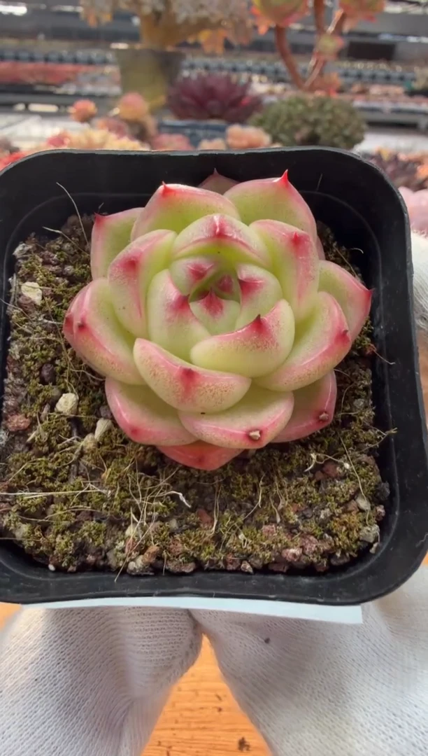 东云多肉园二店-09