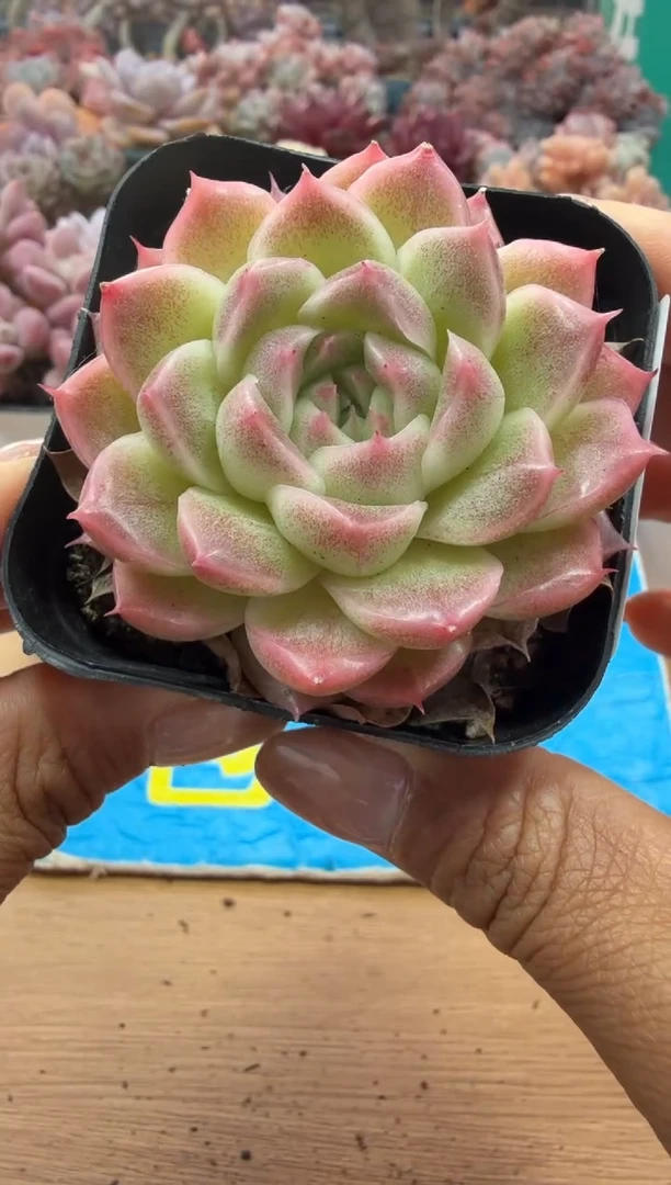 东云多肉园二店-52