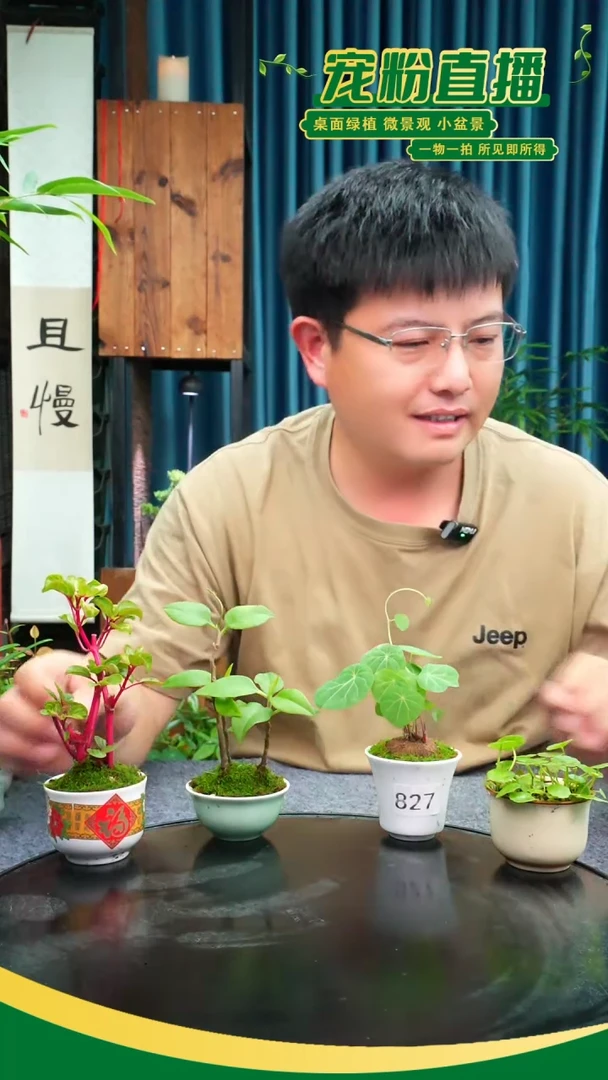 无花朵采****菇苔藓微景观827号