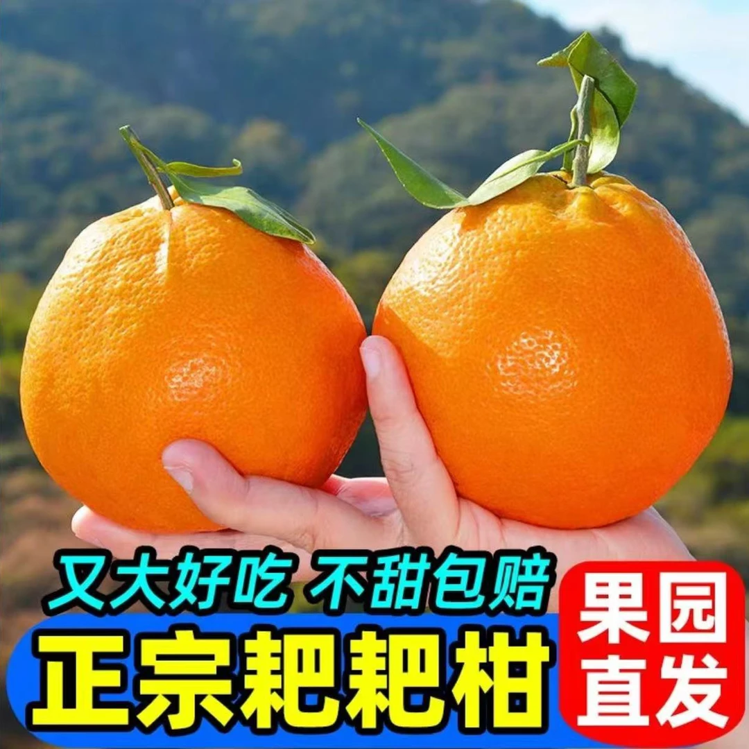 耙耙柑-四川春见耙耙柑现摘现发皮薄多汁产地直发LY