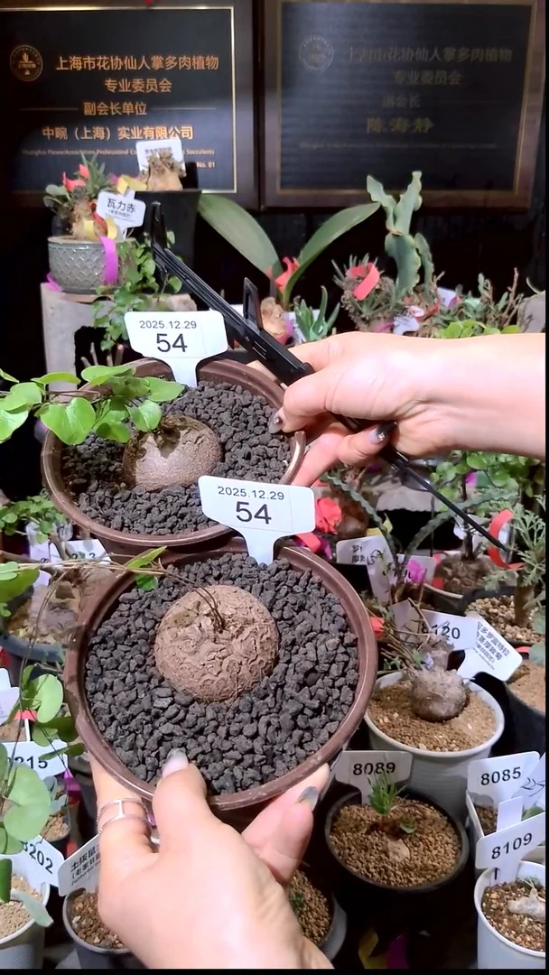 54号1229福利南非龟甲龙买一送一