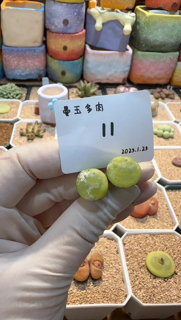 【闪购商品】25.1.25-11
