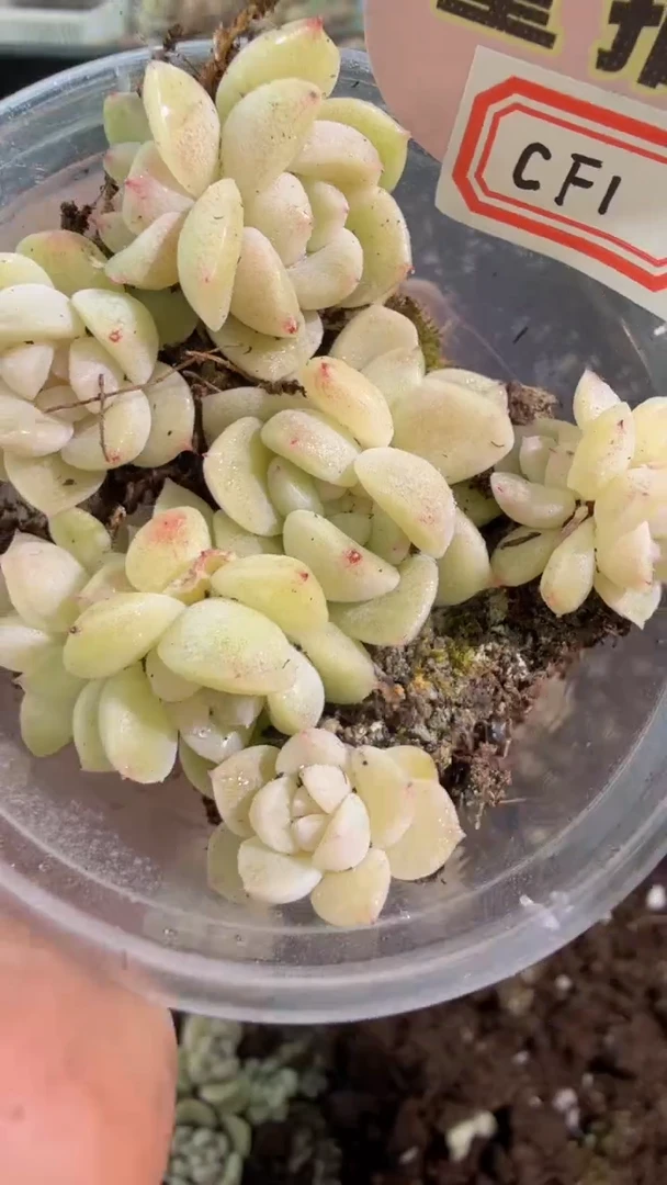 CF1 小圆盒1盒 6颗量拍多肉植物