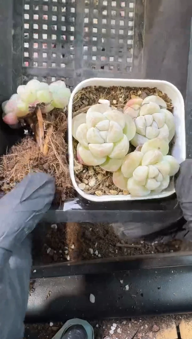 【闪购商品】16号到手一框江北多肉