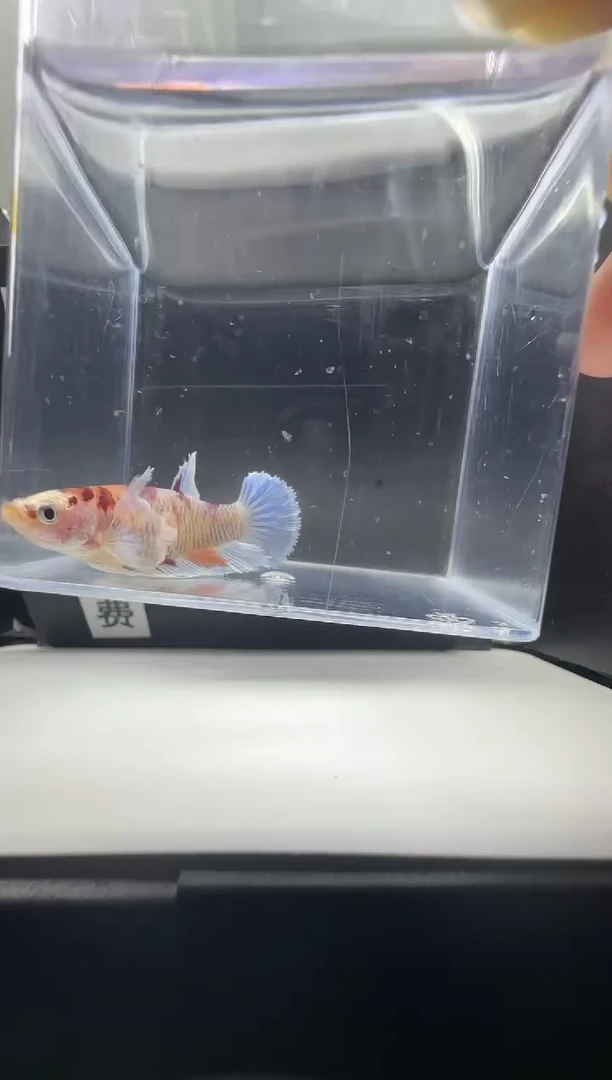 斗鱼母鱼编号：55