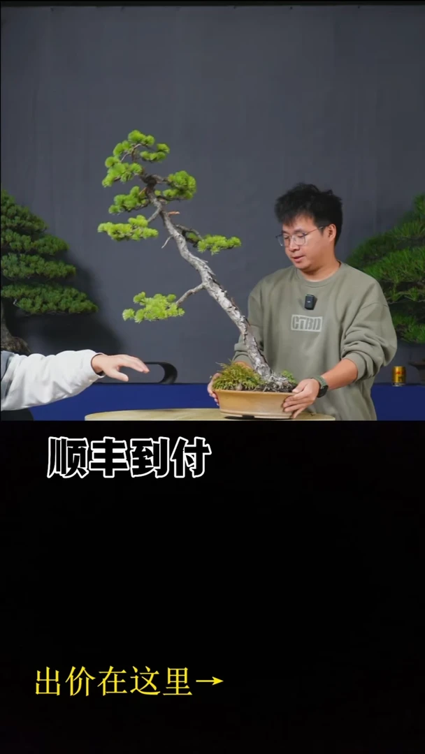 无花朵c292五针松bubaoyou