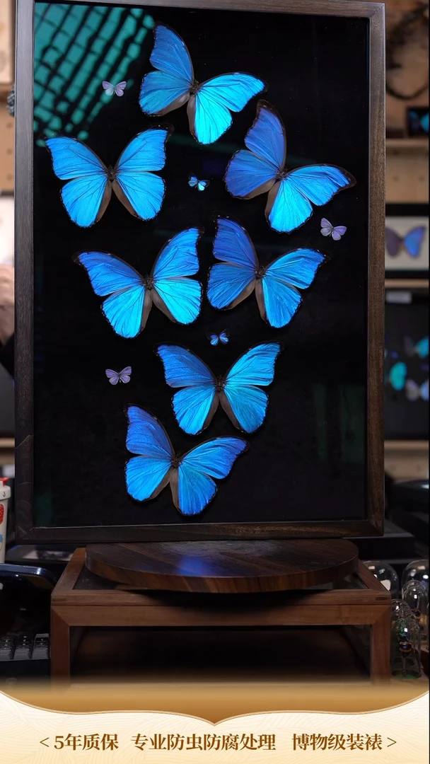 七只大蓝闪蝶+5只小灰蝶博物级别装裱收藏版