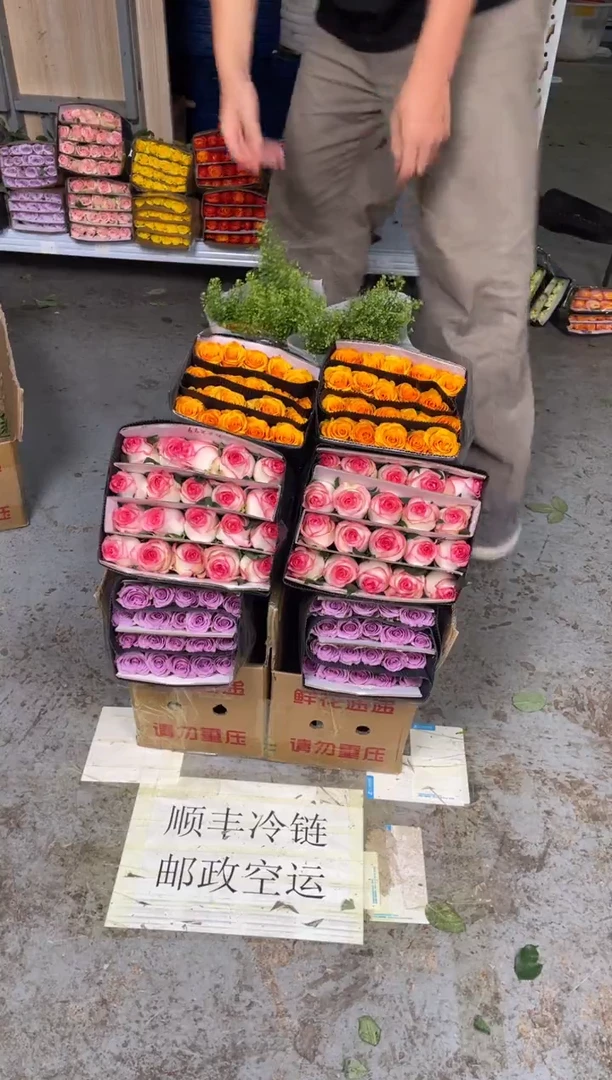 紫霞20枝+爱莎20枝+辉煌20枝+绿林草