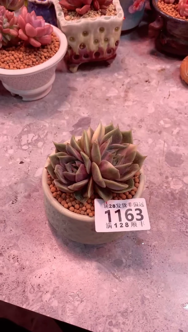 d****m1163——生鲜绿植不支持7天无理由退换