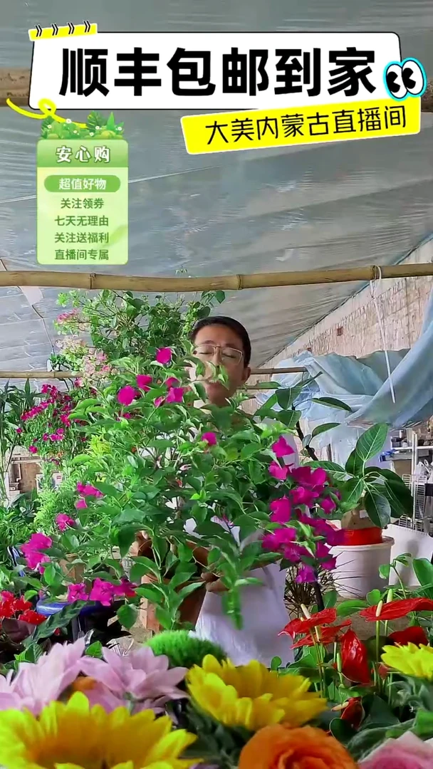 完全开放云南紫三角梅