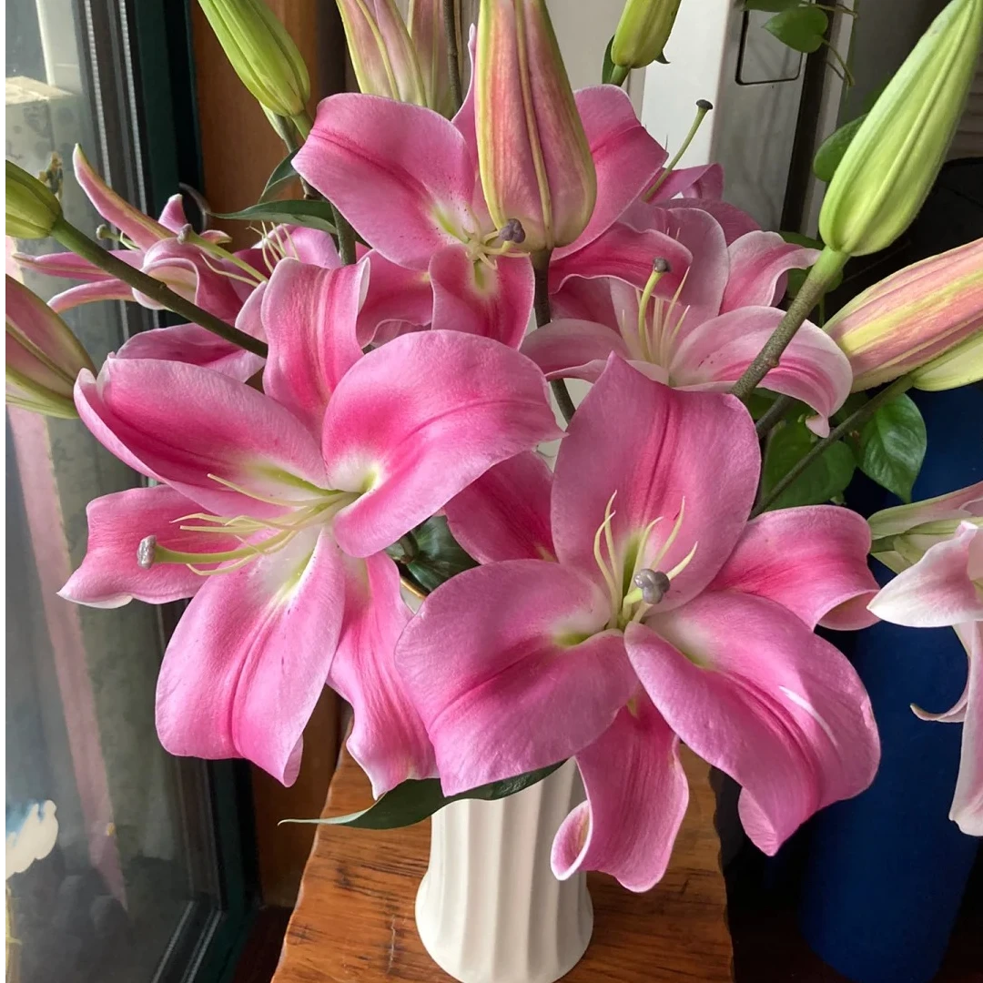 随机品种玫红百合10个花苞  收到需醒花  0°以下要拍保温棉