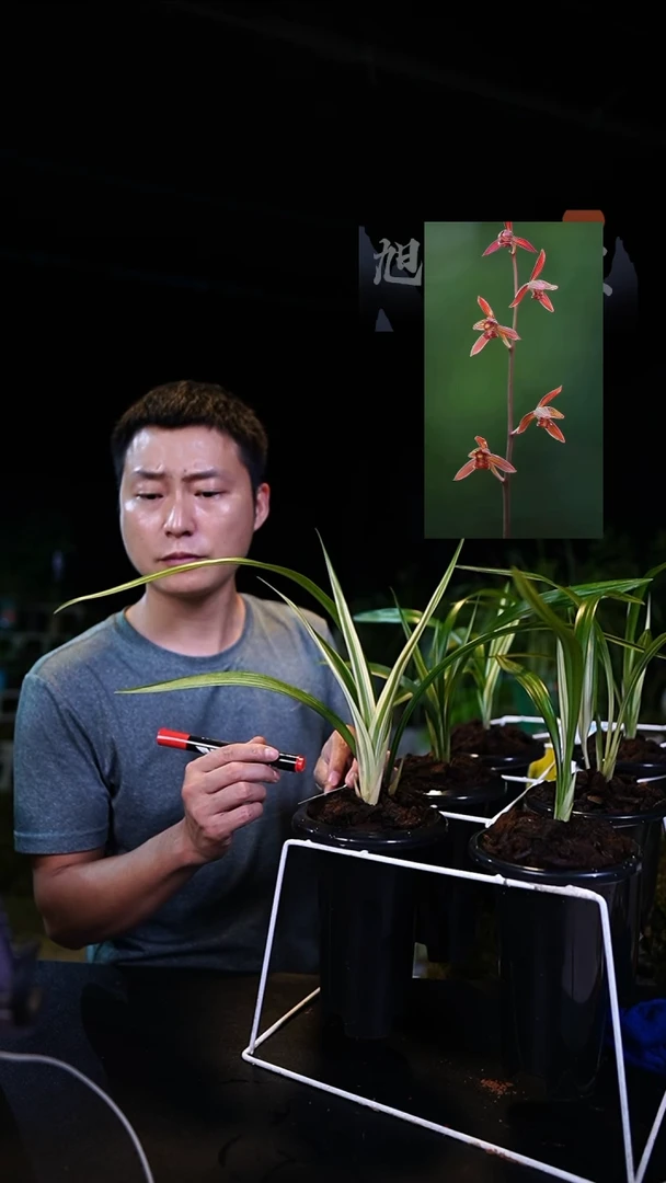当前无花栽培后可以开花用****3墨兰-南国春晓（高艺）