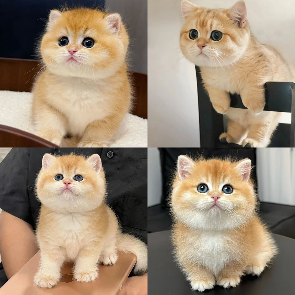 【小天说猫】猫猫活体a