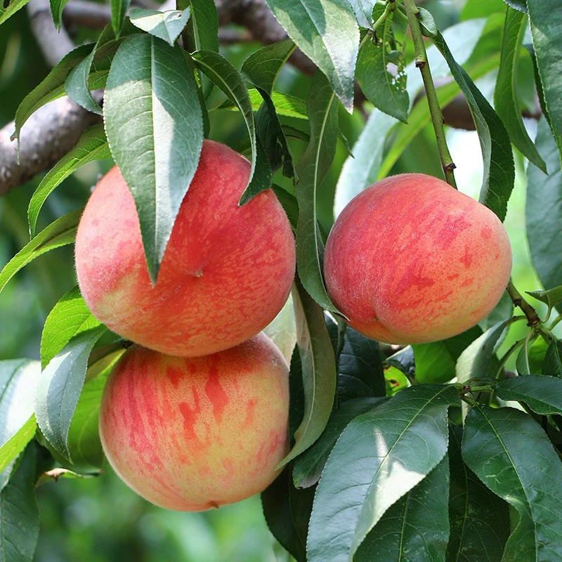 北京平谷 水蜜桃 1/2/3/5斤装当季新鲜水果桃子北京市