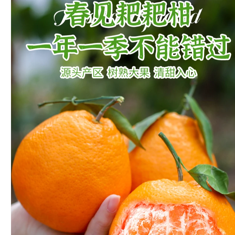 四川春见耙耙柑新鲜多汁果肉细腻薄皮柑橘孕妇水果