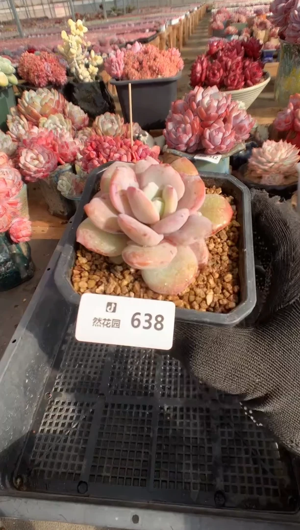 638奶茶多肉植物一物一拍