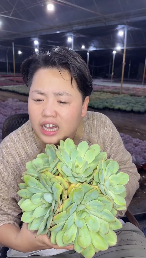 徒长牡丹亭大群7.99