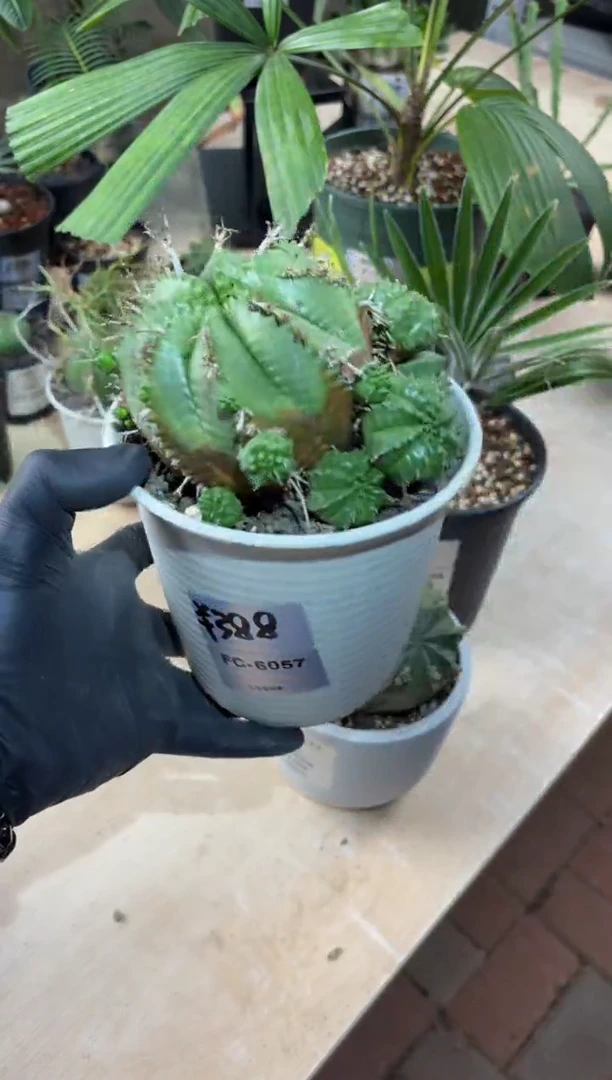 法丽达大戟FC-6057