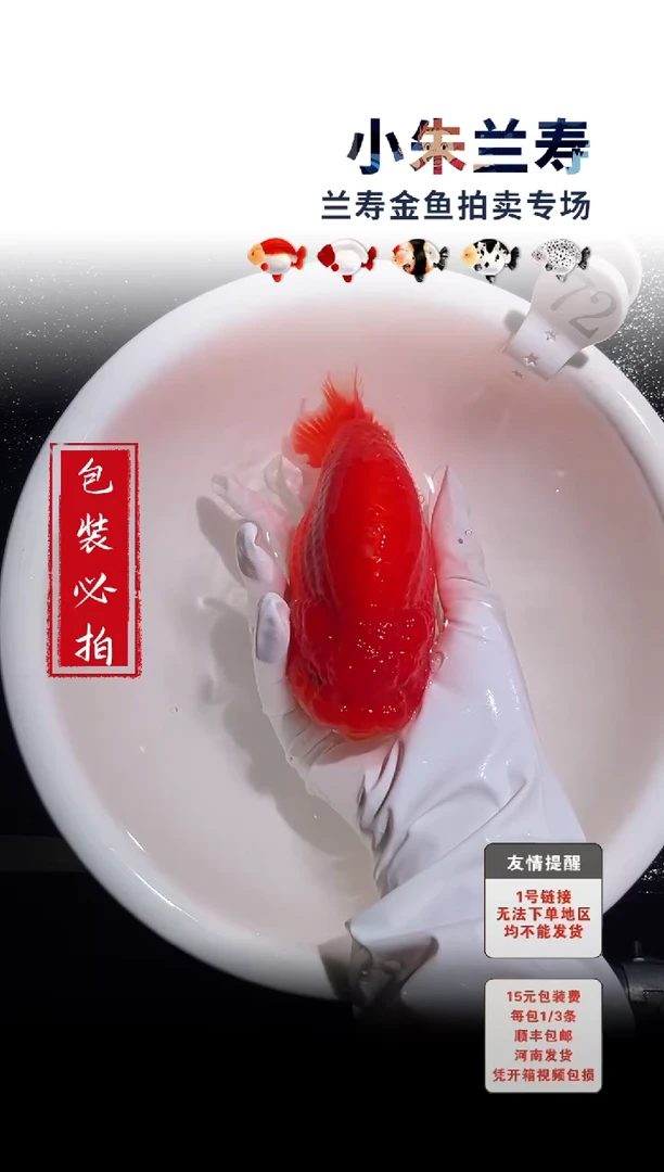 金鱼包装必拍未拍顺丰到付72号